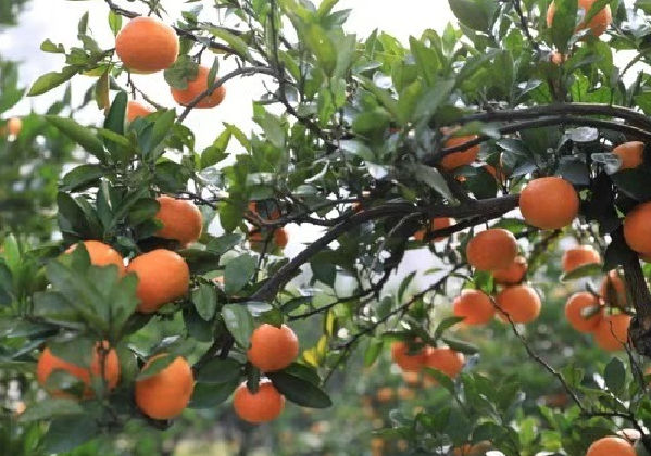 甜蜜開園！中方縣“山下紅”柑橘掛滿枝頭等您采摘