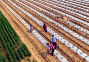 疫情之后，農(nóng)資行業(yè)的“危”與“機”