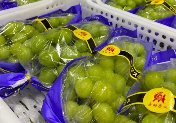 惠農網代賣服務：陽光玫瑰一個月賣出44車